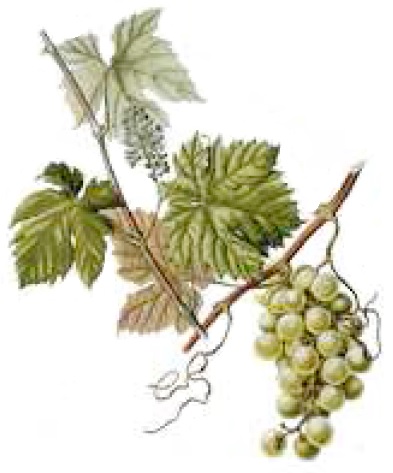 Vinipiades 2018